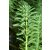Myriophyllum Spicatum - Füzéres süllőhínár (303)