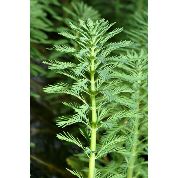 Myriophyllum Spicatum - Füzéres süllőhínár (303)