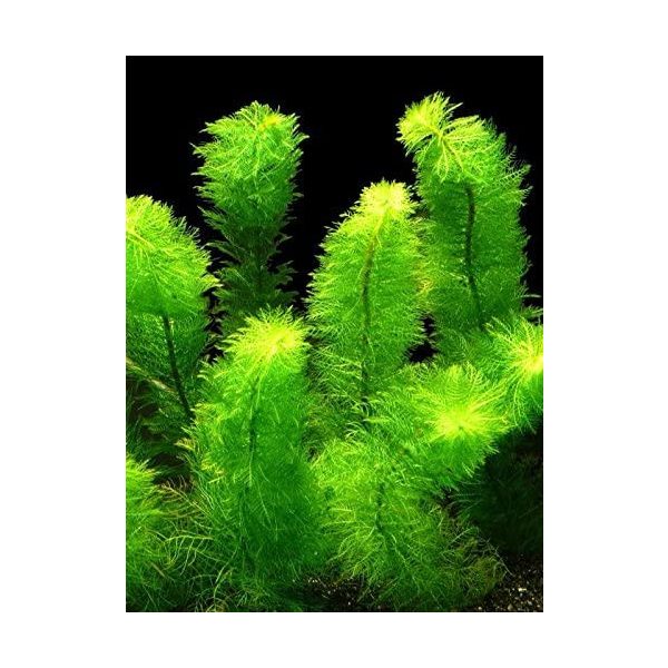 Myriophyllum scabratum - Bokros Süllőhínár (304)