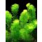 Myriophyllum scabratum - Bokros Süllőhínár (304)