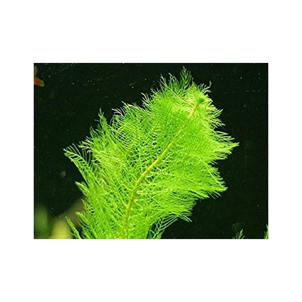 Myriophyllum scabratum - Bokros Süllőhínár (304)