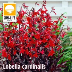 Lobelia cardinalis queen victoria / Tűzpiros lobélia (309)