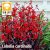 Lobelia cardinalis queen victoria / Tűzpiros lobélia (309)