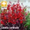 Lobelia cardinalis queen victoria / Tűzpiros lobélia (309)