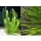 Ceratophyllum submersum / Sima tócsagaz, Borzhínár (321)