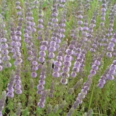 Mentha pulegium - Csombormenta (401)