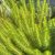 Myriophyllum crispatum - Ausztrál süllőhínár (405)