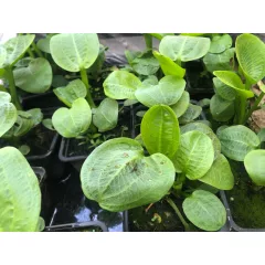 Alisma Parviflora / Kereklevelű hídőr (056)
