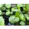 Alisma Parviflora / Kereklevelű hídőr (056)