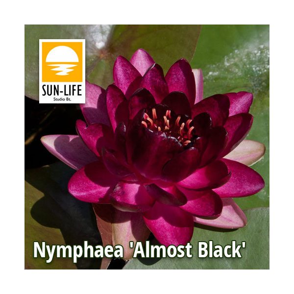 Nymphaea Almost Black (ABL)