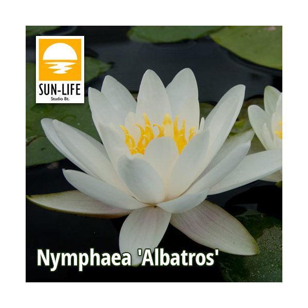 Nymphaea Albatros