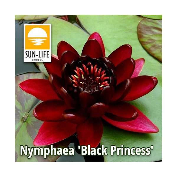 Nymphaea Black Princess (BLA)
