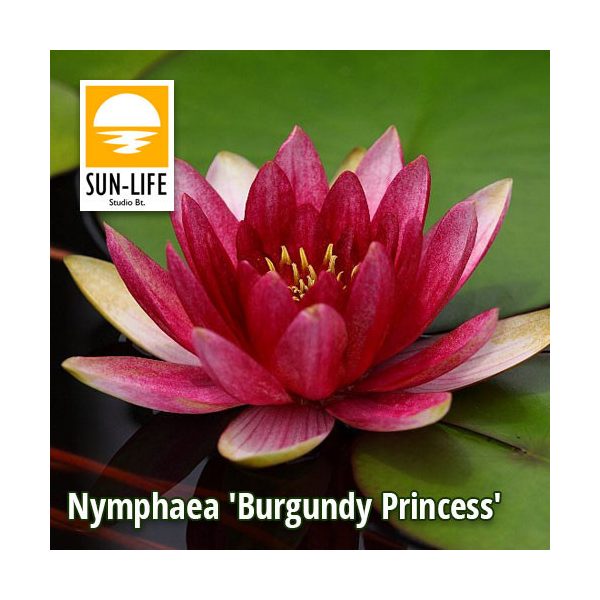 Nymphaea Burgundy Princess (BPR)