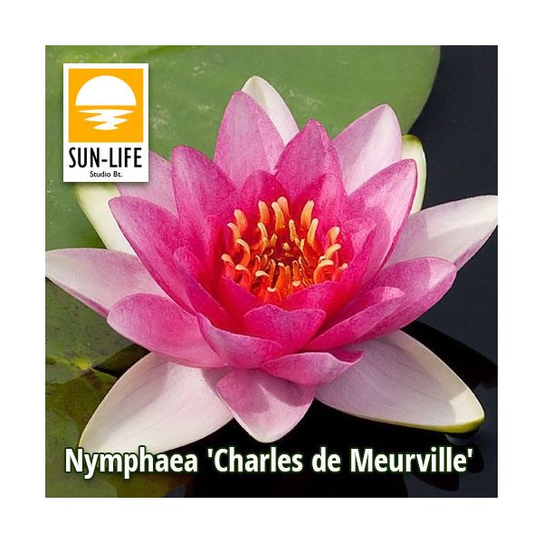 Nymphaea Charles de Meurville ( CHA )