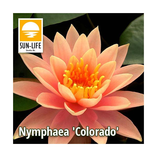 Nymphaea Colorado