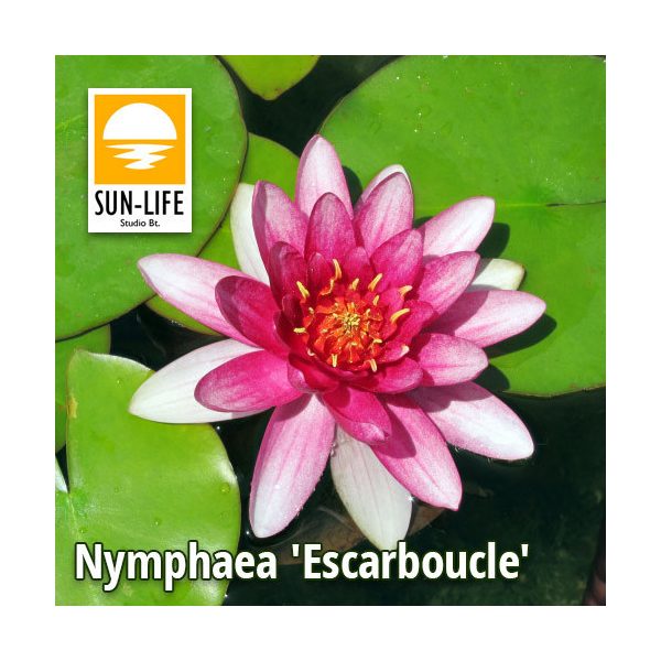 Nymphaea Escarboucle (ESC)