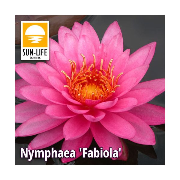 Nymphaea fabiola (FAB)