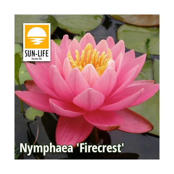 Nymphaea Firecrest (FIR)