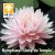Nymphaea Gloire du Temple sur Lot  (GLO)