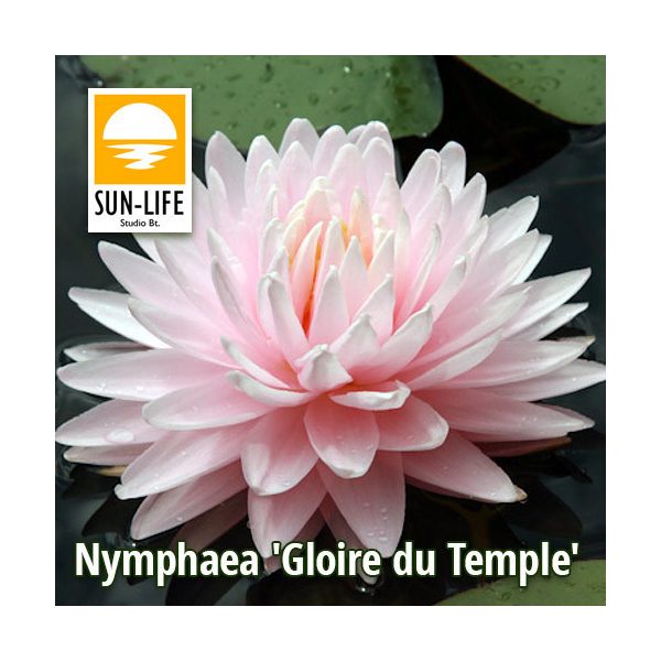 Nymphaea Gloire du Temple sur Lot  (GLO)