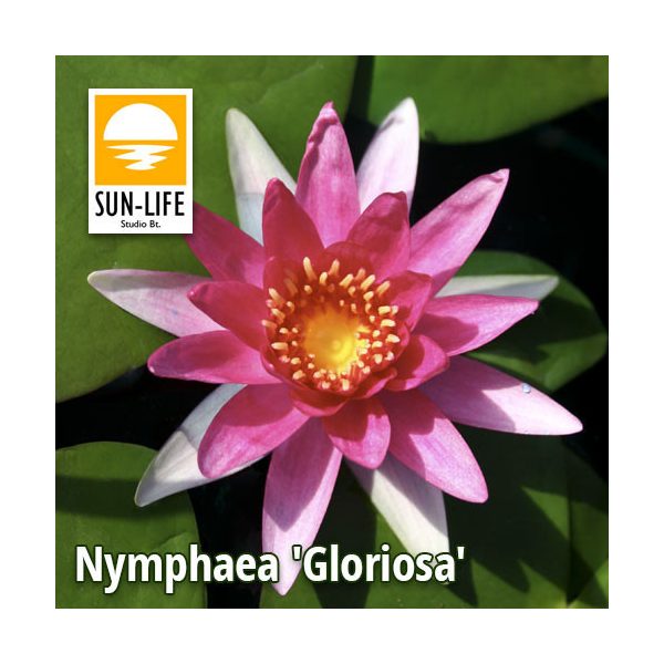 Nymphaea Gloriosa (GRI)