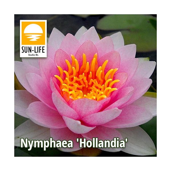 Nymphaea Hollandia ( HOL )