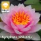 Nymphaea Hollandia ( HOL )