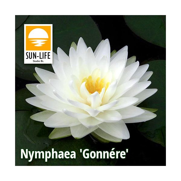 Nymphaea Hybrida c.v. Gonnere (HYG)