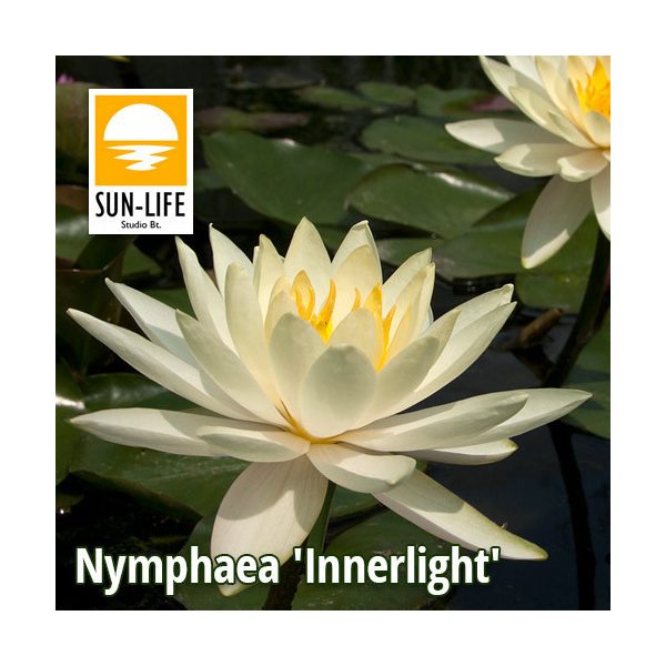Nymphaea Inner Light (INN)
