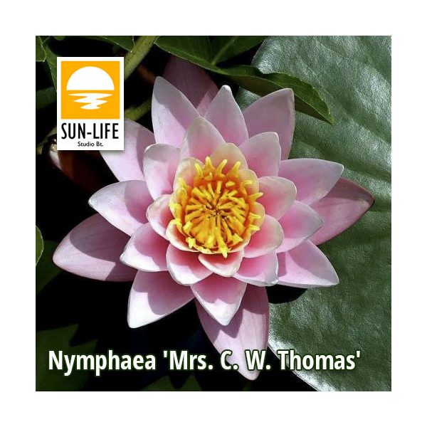 Nymphaea MS. CW. Thomas (MCT)