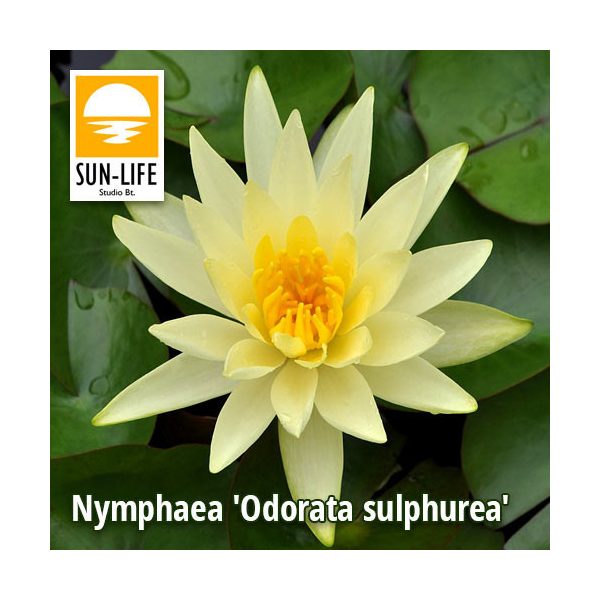 Nymphaea Odorata sulphurea ( ODO )