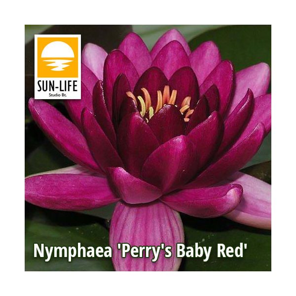 Nymphaea Perrys baby red ( PBA )