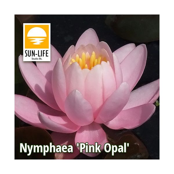Nymphaea Pink Opal  (POP)