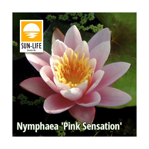 Nymphaea Pink Sensation (PSE)