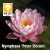 Nymphaea Peter Slocum (PSL)