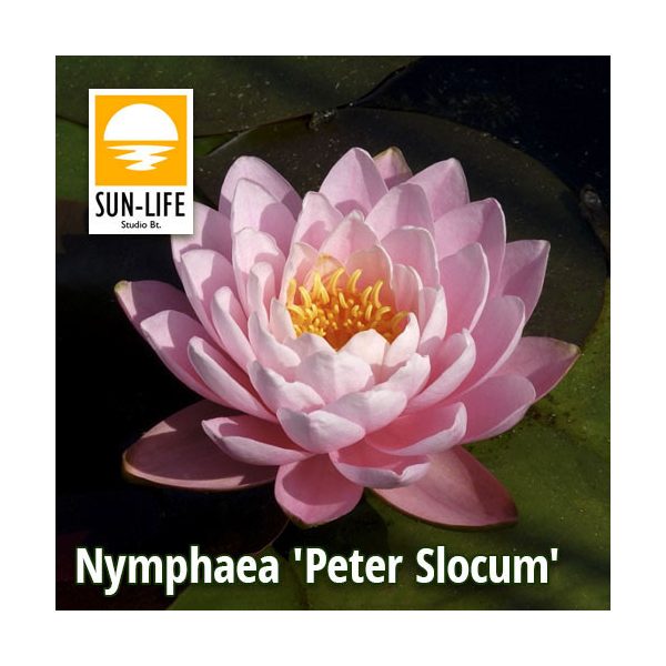 Nymphaea Peter Slocum (PSL)