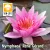 Nymphaea René Gérard (REN)