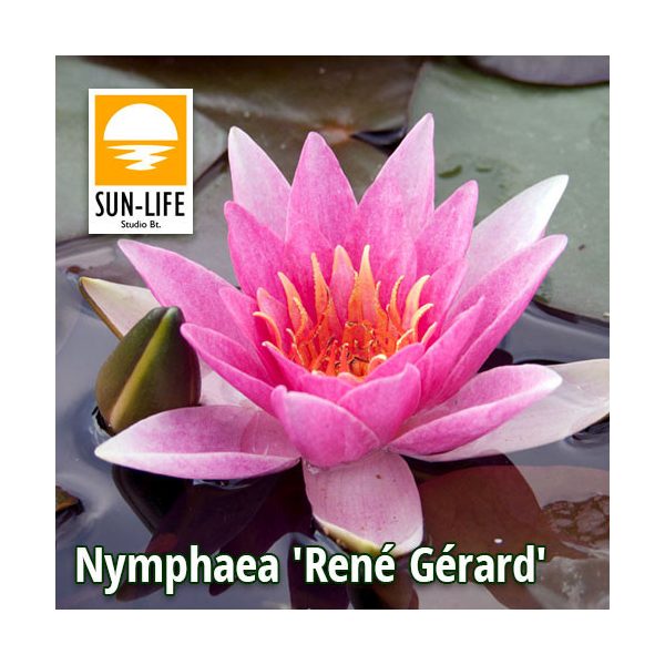 Nymphaea René Gérard (REN)