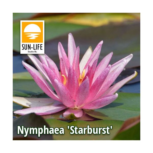 Nymphaea Starburst (STA)