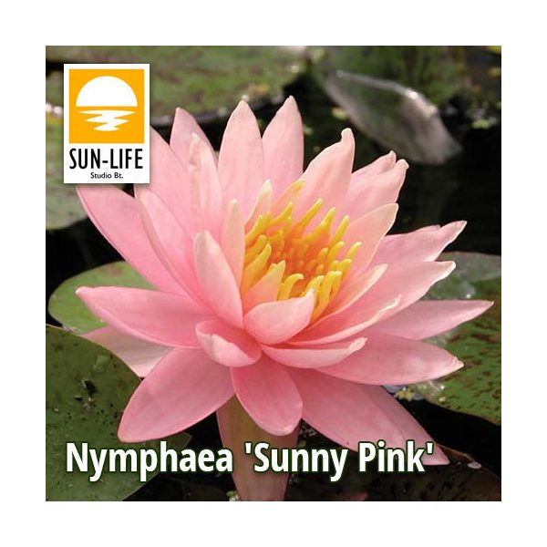 Nymphaea sunny pink ( SUN )
