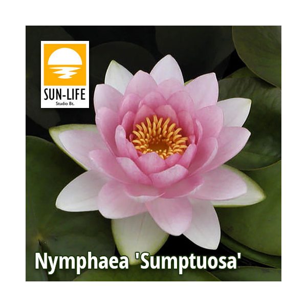 Nymphaea Sumptuosa (SUP)