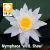 Nymphaea W. B. Shaw (WBS)