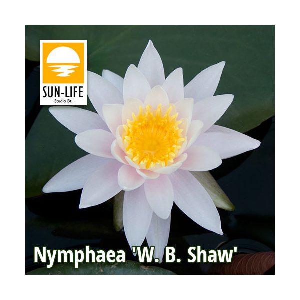 Nymphaea W. B. Shaw (WBS)