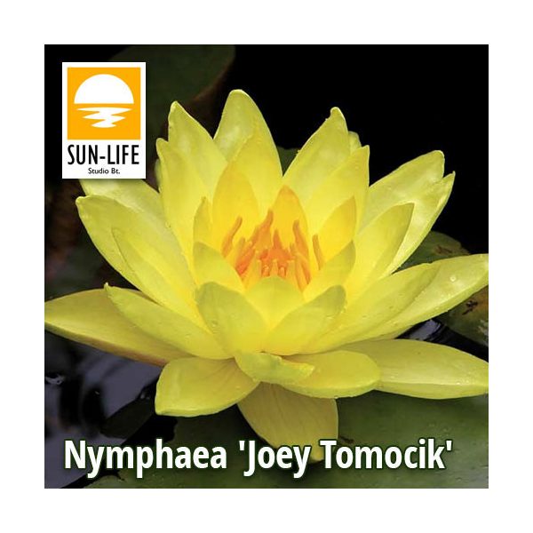 Nymphaea Joey Tomocik