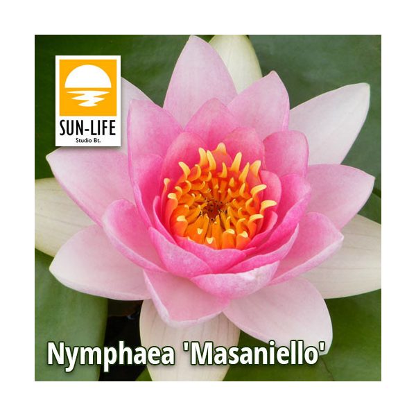 Nymphaea Masaniello