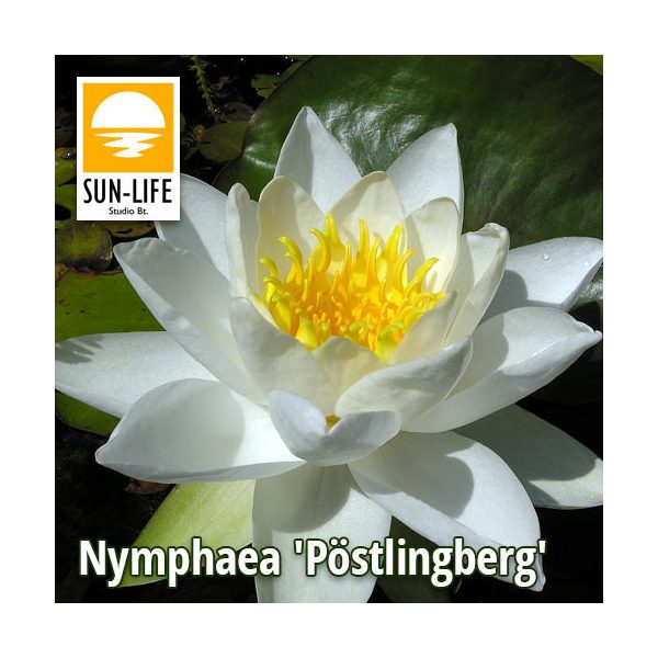 Nymphaea Pöstlingberg