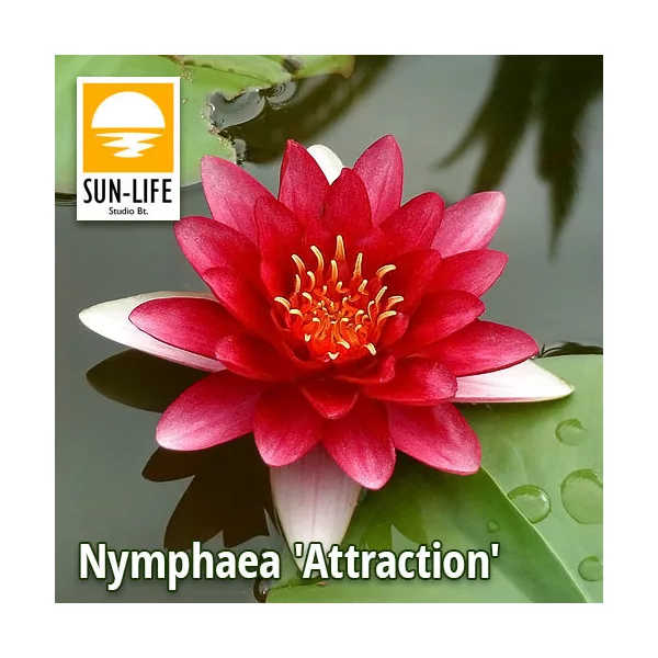 Nymphaea Attraction ( 203 ) Piros
