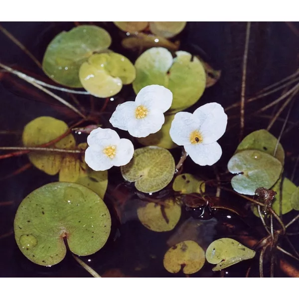 Békatutaj (Hydrocharis morsus-ranae)