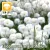Eriophorum angustifolium / Keskenylevelű gyapjúsás ( )