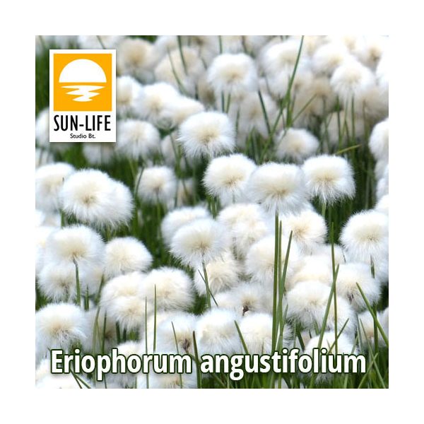 Eriophorum angustifolium / Keskenylevelű gyapjúsás ( )